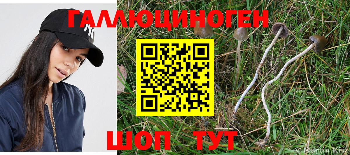 Бугуруслан  хочу наркоту  Вход с VPN  Псилоцибиновые грибы Psilocybine cubensis 